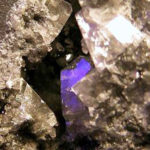 Celestina fluorescente