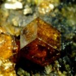 Grossularia