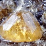 Grossularia