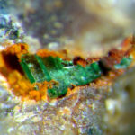 Torbernite