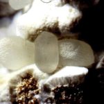 Smithsonite