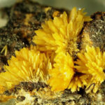 Mimetite