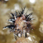 Plattnerite