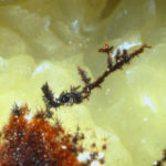 Plattnerite