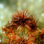 Plattnerite