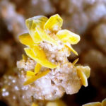 Wulfenite
