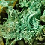 Malachite